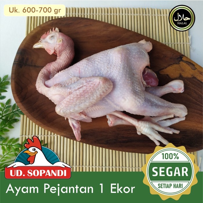 

Lezat- Ayam Pejantan Segar Per Ekor