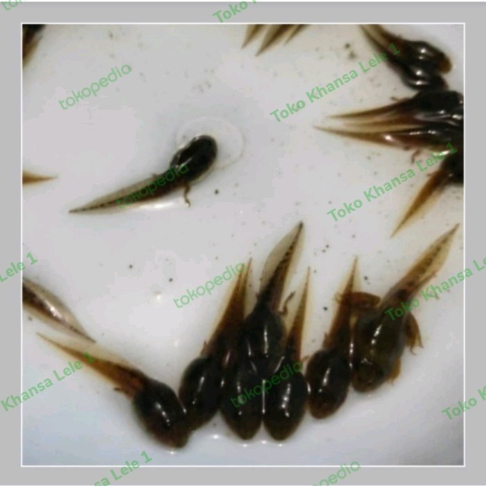 Promo Terbatas Paket 100 Ekor Kecebong Umpan Pancing/Pakan Ikan Predator Aman