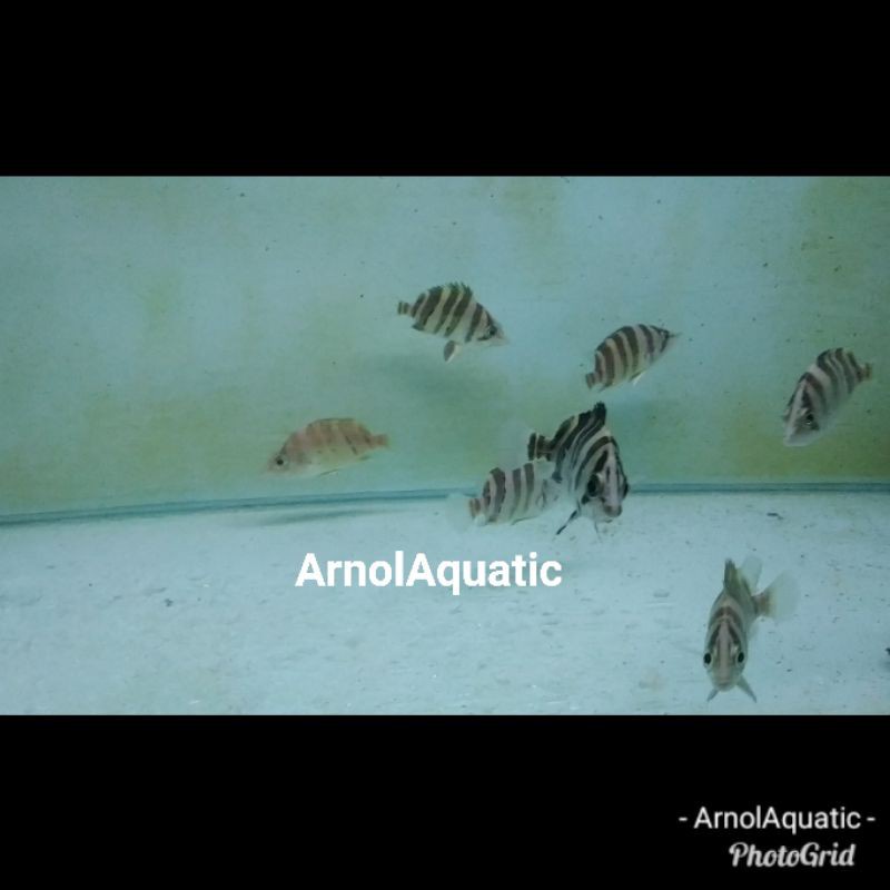 Ikan Datz Borneo 4 Bar 8cm