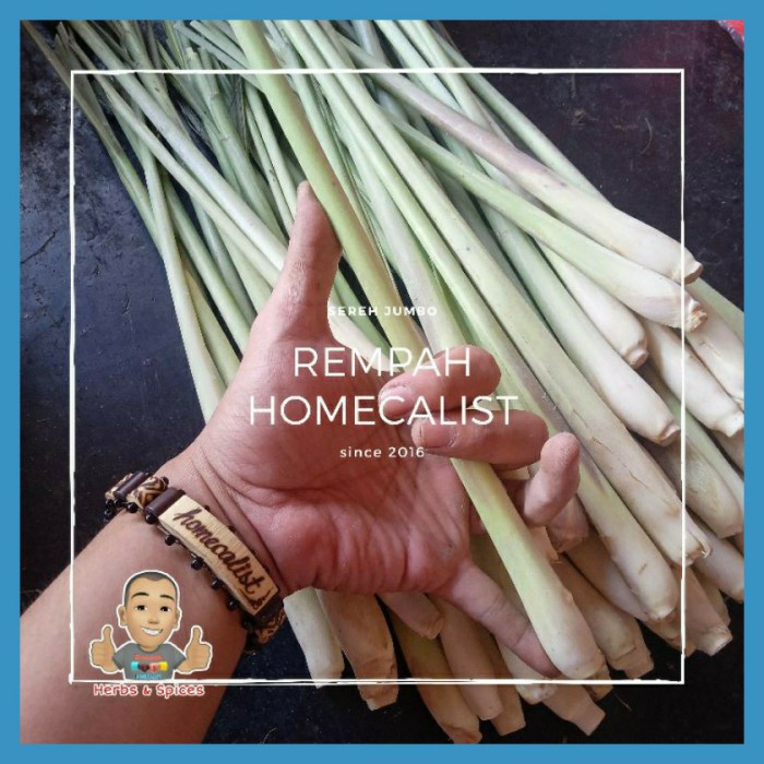 

sereh jumbo segar / sereh putih / serai