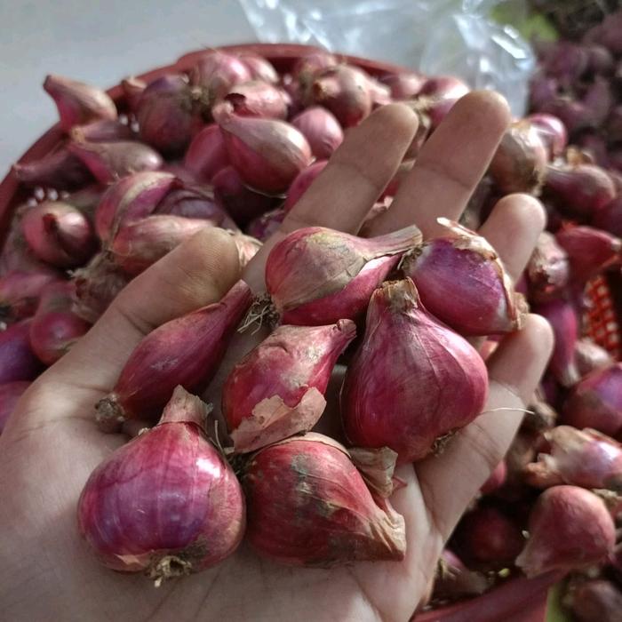 

Bawang Merah Asli Probolinggo 1Kg Ukuran Tanggung Kasar Rasa Khas Daerah