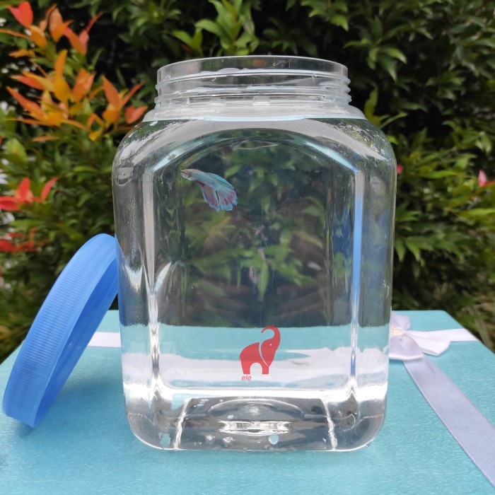 (Expert) Toples Plastik Kotak Ikan Cupang 3 Liter Tebal