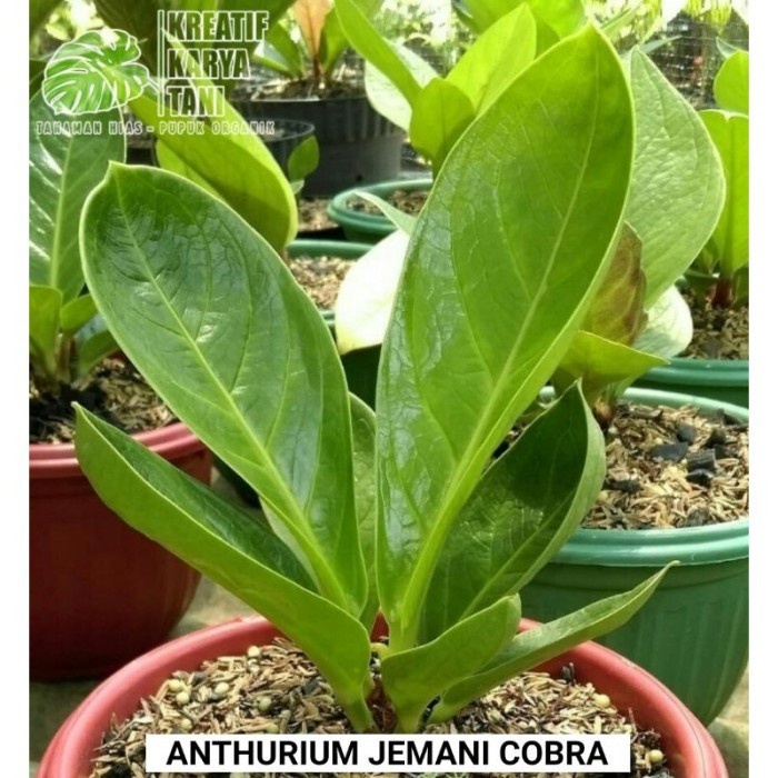 murah- Anthurium jemani cobra - Anturium kobra