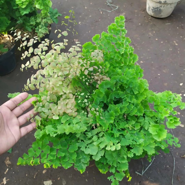 murah- Tanaman hias gantung suplir ukuran besar - suplir - besar