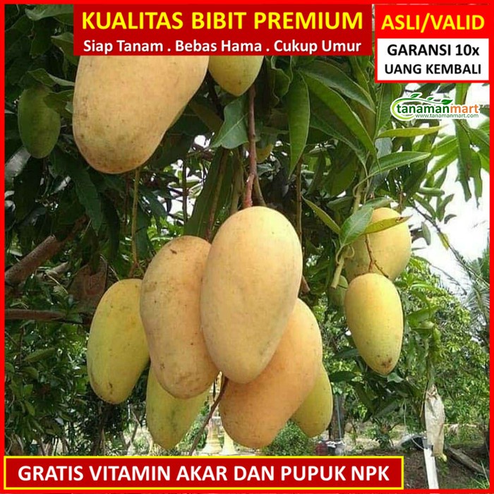murah- Bibit Mangga Chokanan asli bergaransi, pohon mangga cokanan valid