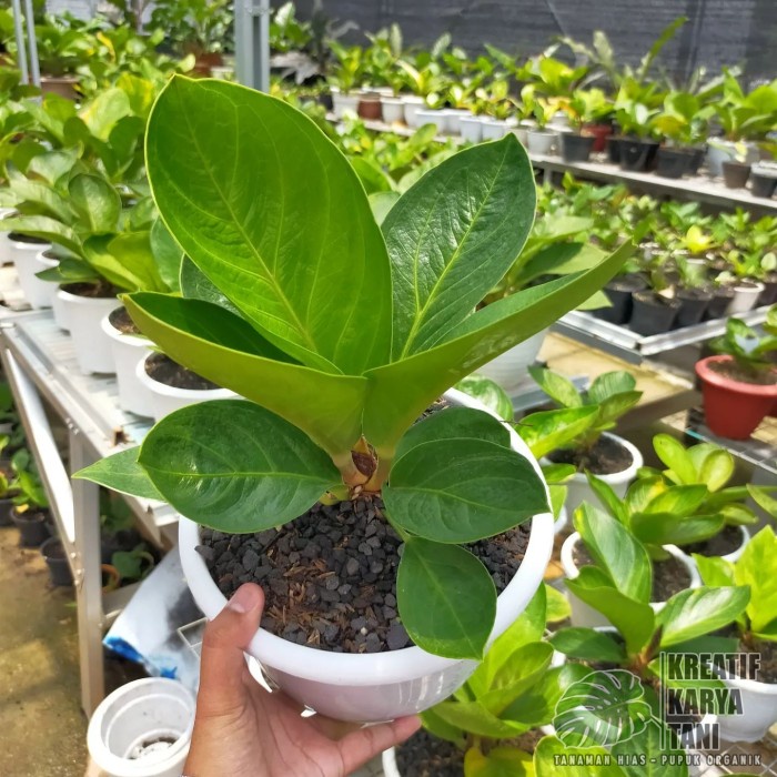 murah- Anthurium jemani cobra - Anturium Jemani kobra