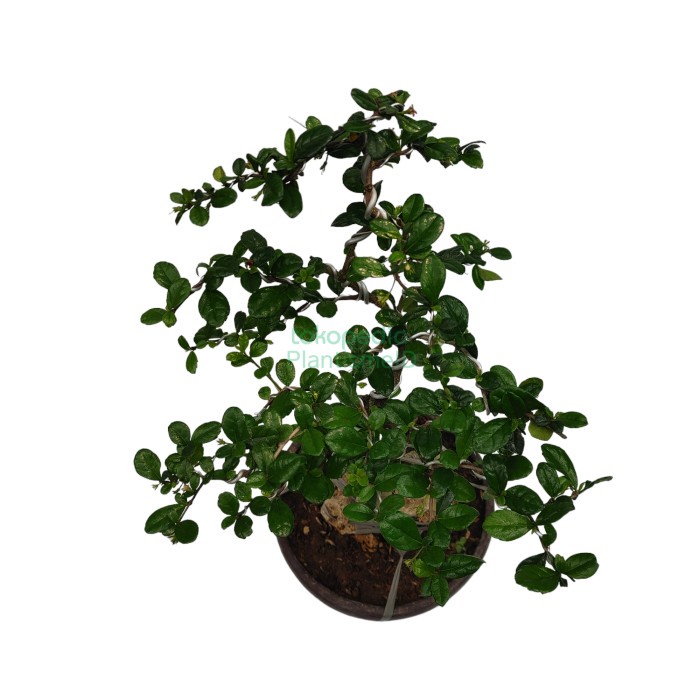 New Bonsai Hokiantea Carmona Retusa Readyy