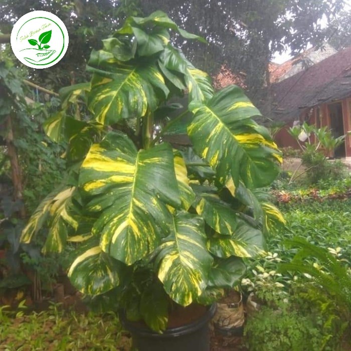 Hot Sale Tanaman Sirih Gading Jumbo Tinggi 100Cm Sudah Menggunakan Pot Readyy