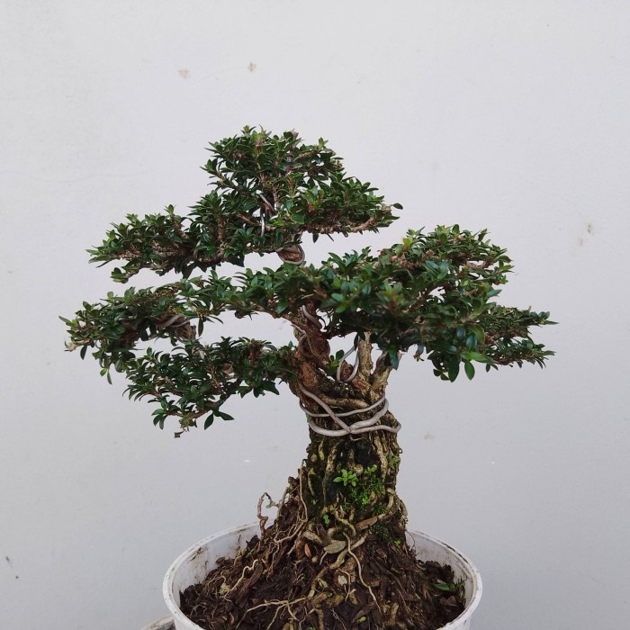 New Bonsai Murah Promo 3Jenis Bonsai Jadi Readyy