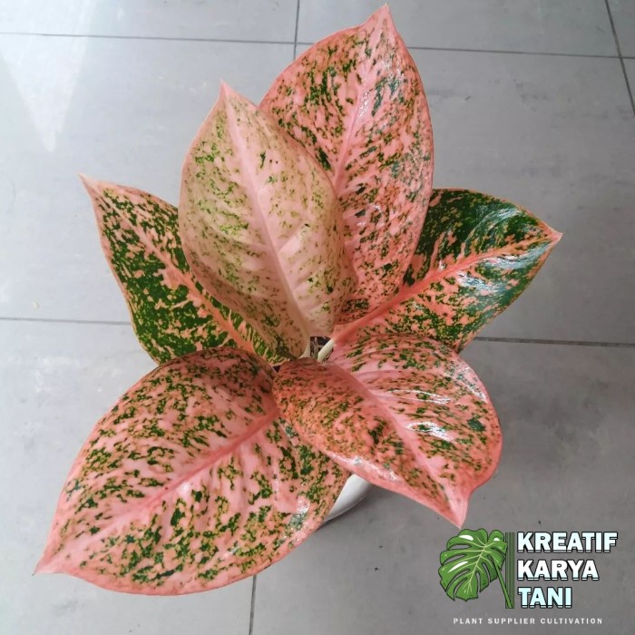 New Tanaman Hias Aglonema Stardust Orange - Aglonema Stardust Orange Readyy