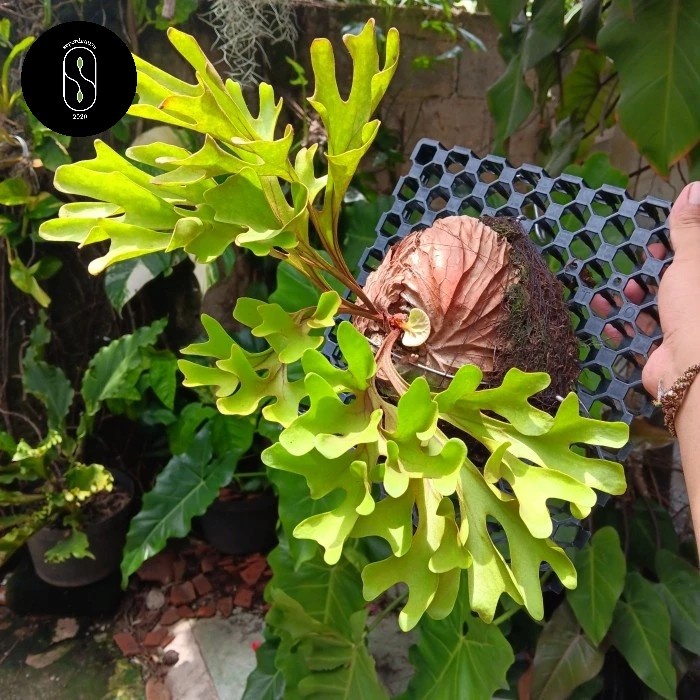 Hot Sale Platycerium Ridleyi Sp Kalimantan - Besar Readyy