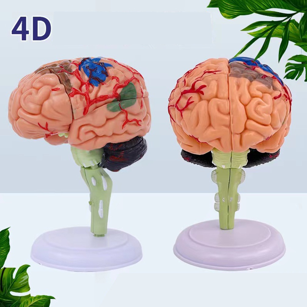 NEW 4D Medical Removable Model Assembled Model Structure Of The Brain Anatomy Brain Model Anatomy Me