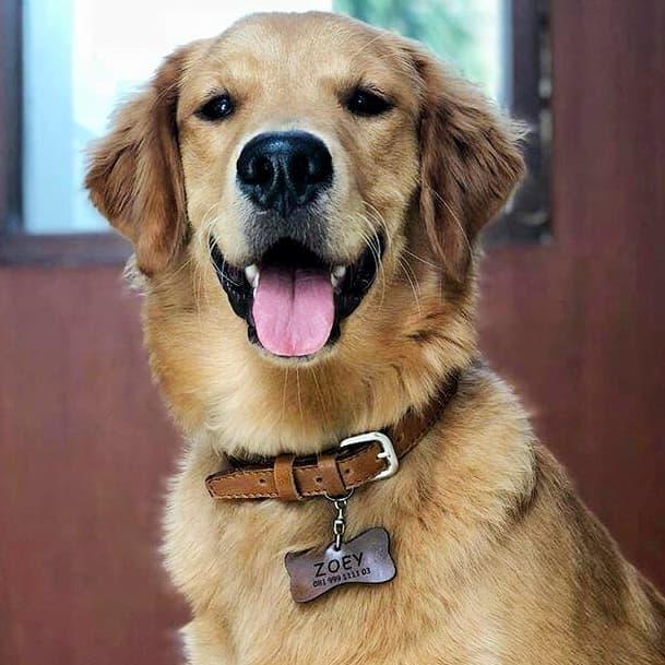 Kalung Anjing Kalung Anjing Kulit Asli Free Liontin Nama Terlaris