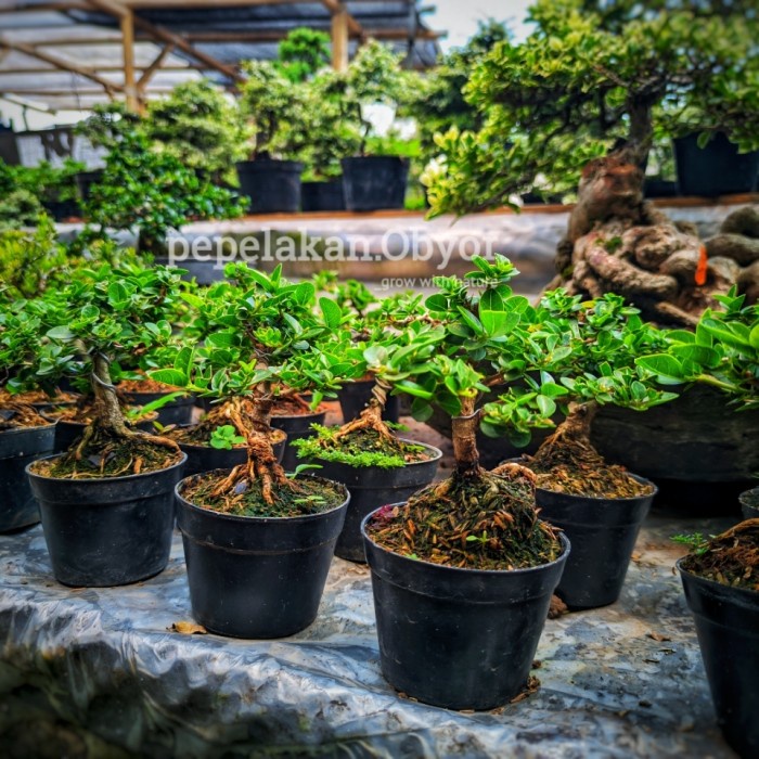 Sale Terbatas Bonsai Sancang Mini Shito Mame Sudah Siap Pajang Berkarakter Bonus Pot Sudah