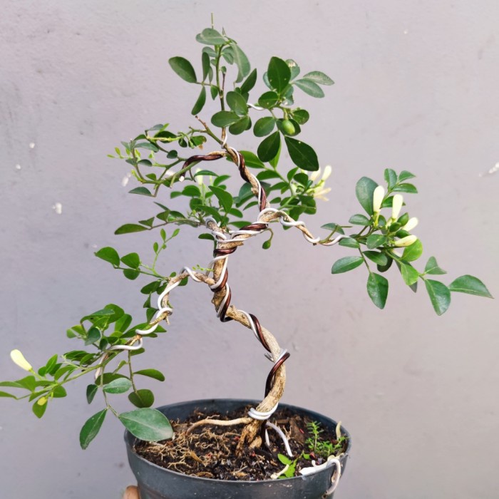 Sale Terbatas Bonsai Mame Kemuning Sudah Berkarakter Siap Pajang Bunga Harum Cantik Aman