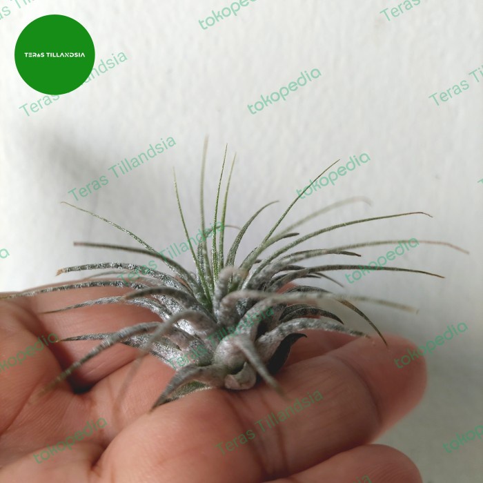 Sale Terbatas Tillandsia Ionantha Zebrina Anakan Aman