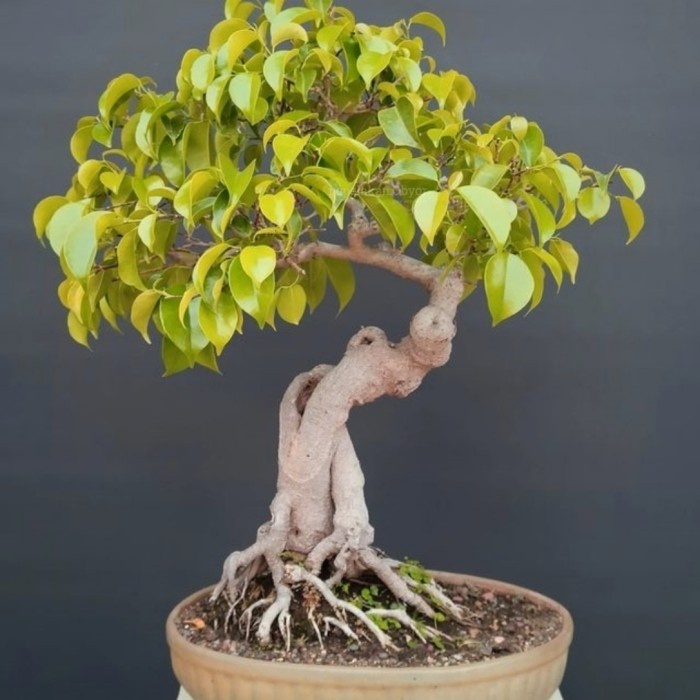 Promo Terbatas Bonsai Ficus Golden Panda Bonsai Beringin Kuning Golden Original Aman