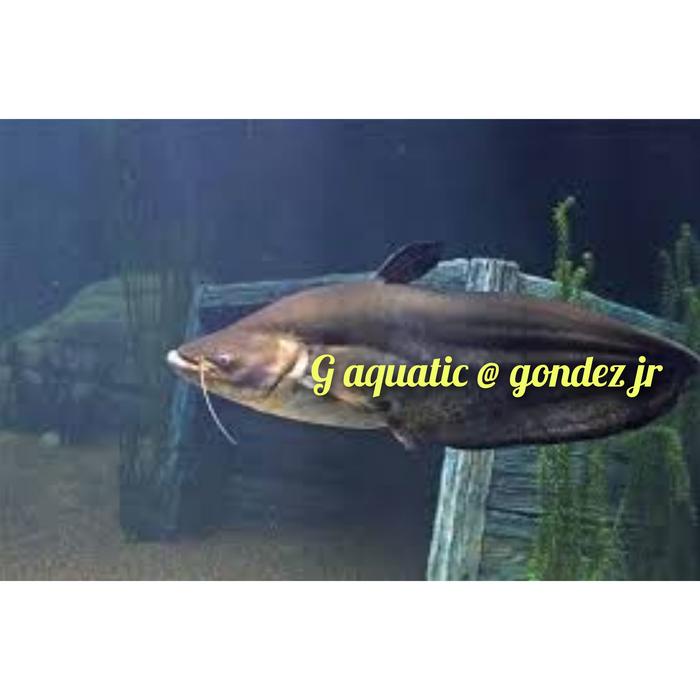 ikan tapah walago leri size 22cm