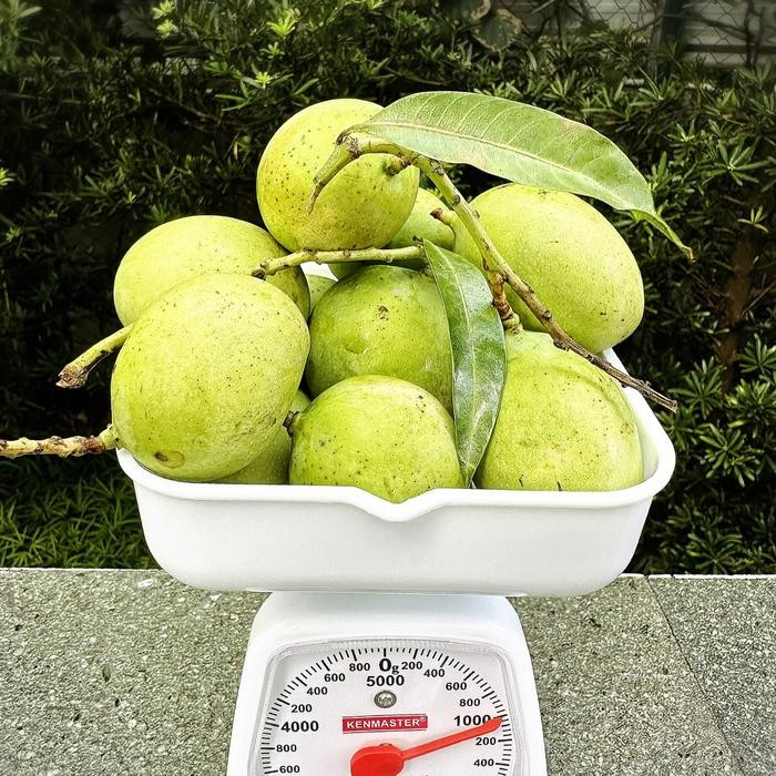 

BisaInstan- Mangga Muda Utuh 1KILO tanpa kupas