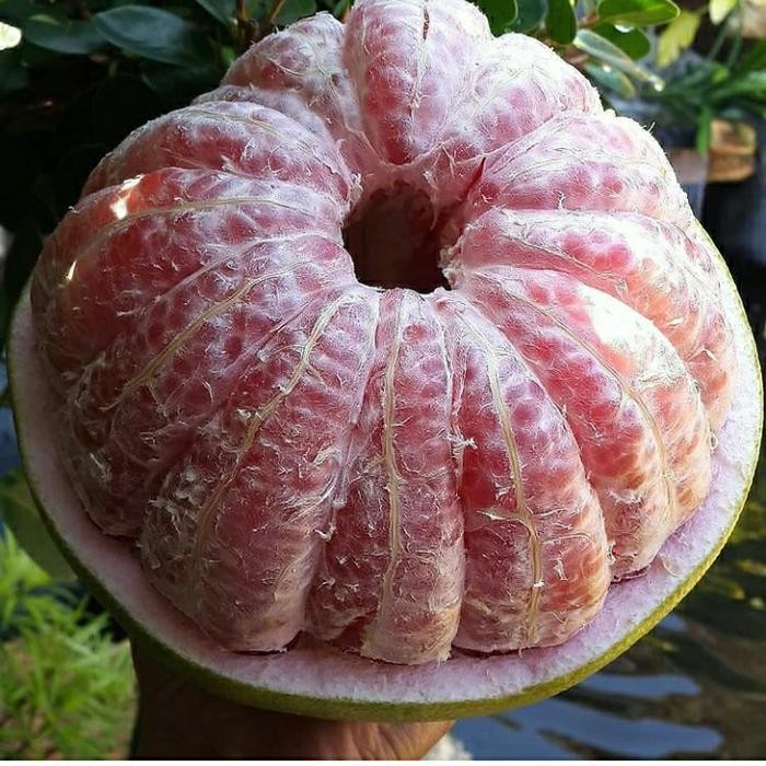 

BisaInstan- buah jeruk bali madu 1 pcs