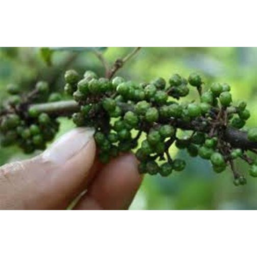 

NewZbgt- Andaliman Raya