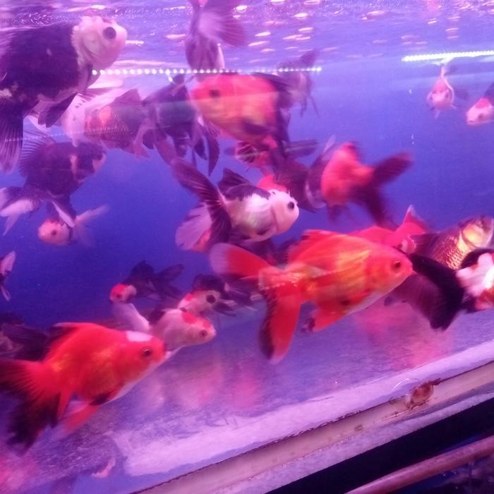 Terbaru Maskoki Oranda Panda 3Color Short Body Size 8-9 - Redwhite Ready