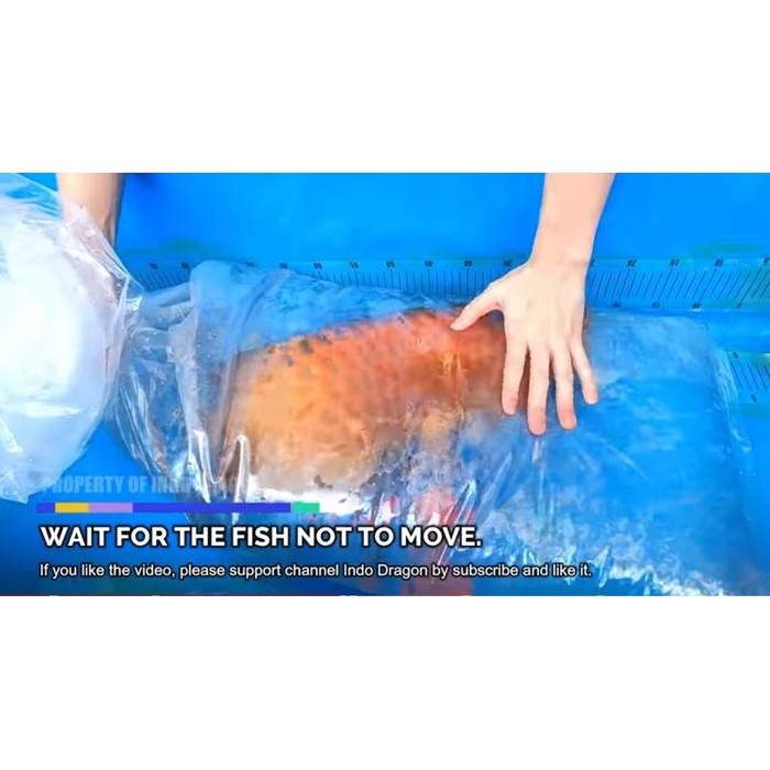BERKUALITAS Kantong Plastik PE Tebal Lentur 60x100cm packing Ikan hias arwana 60cm