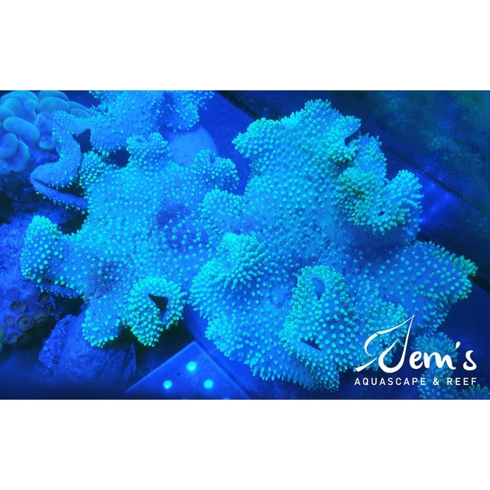 Coral Payungan Bulu Hijau (Green Toadstool Mushroom Leather Coral)