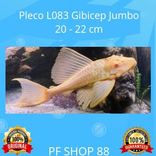 Ikan Hias Sapu Sapu Mentega Pleco L083 Gibicep Jumbo 20 - 22 Cm - Asli