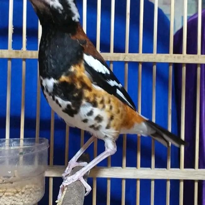 burung anis macan jantan pilihan terbaru