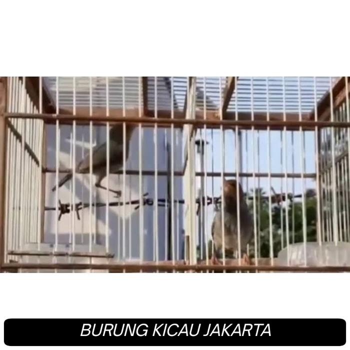 SEPASANG PRENJAK KLAWU / PRENJAK ATAS GACOR SIAP TERNAK ( PILIHAN ) terbaru