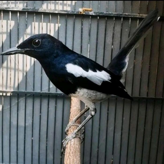 BURUNG KACER KL DADA PUTIH BAHAN PILIHAN terbaru