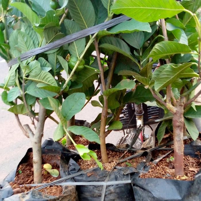 Thinkerbelllll Bibit Pohon Jambu Kristal/Pohon Buah/Tanaman Jambu Kristal/Benih Jambu