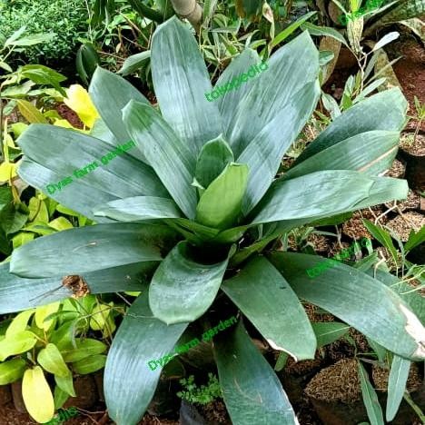 Thinkerbelllll Tanaman Hias Bromelia Giant / Bromelia Besar