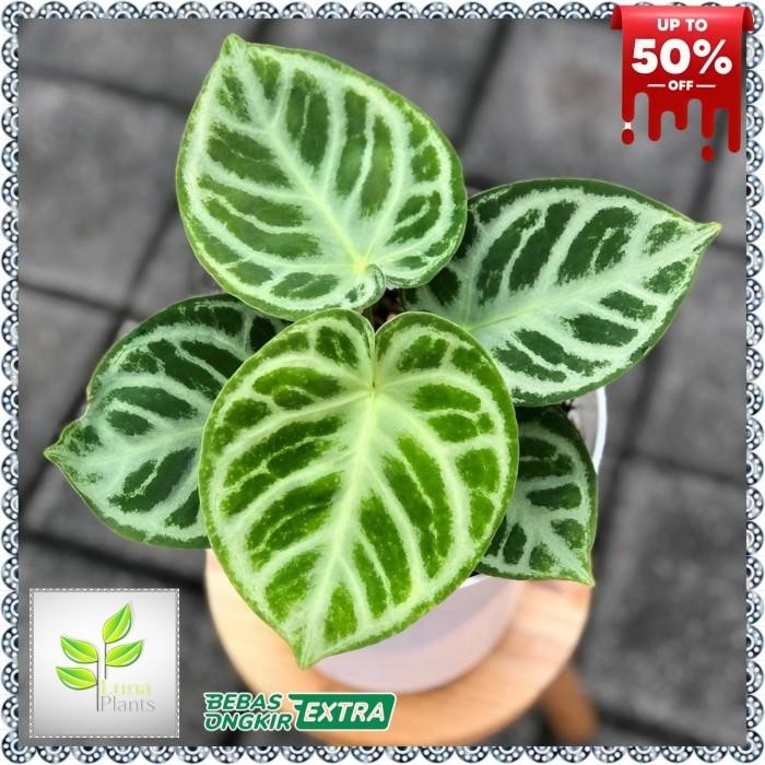 Thinkerbelllll Anthurium Dorayaki Silver Blush - Dorayaki Silver Blush