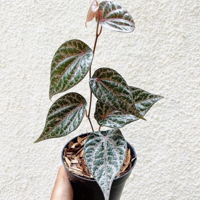 Thinkerbelllll Bibit Sirih Merah/Tanaman Sirih Herbal/Pohon Sirih Merah/Benih Sirih