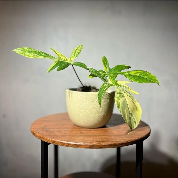 Thinkerbelllll Florida Beauty Variegata - Philodendron Florida Beauty Variegata