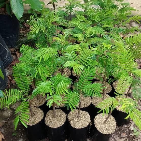 

jual bibit pohon petai cina, 2 pohon *