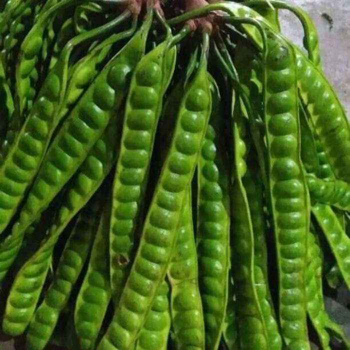 

petai pete super terlaris murah kualitas tinggi *