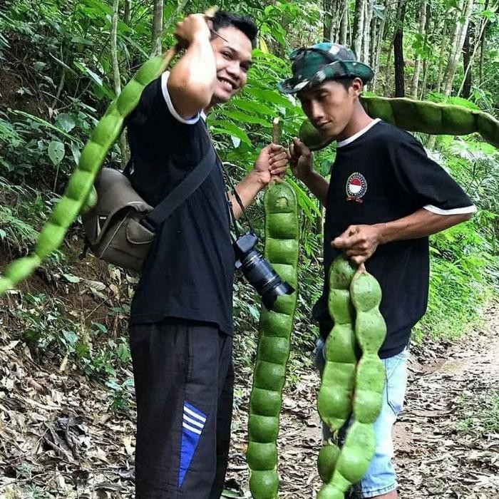 

Bibit petai jumbo hasil ukulasi *