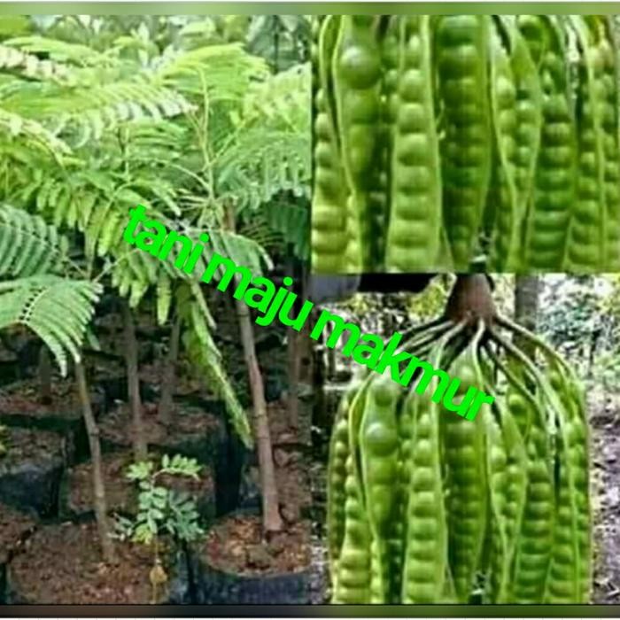 

BIBIT TANAMAN PETAI BEIJI JUMBO UNGGUL *