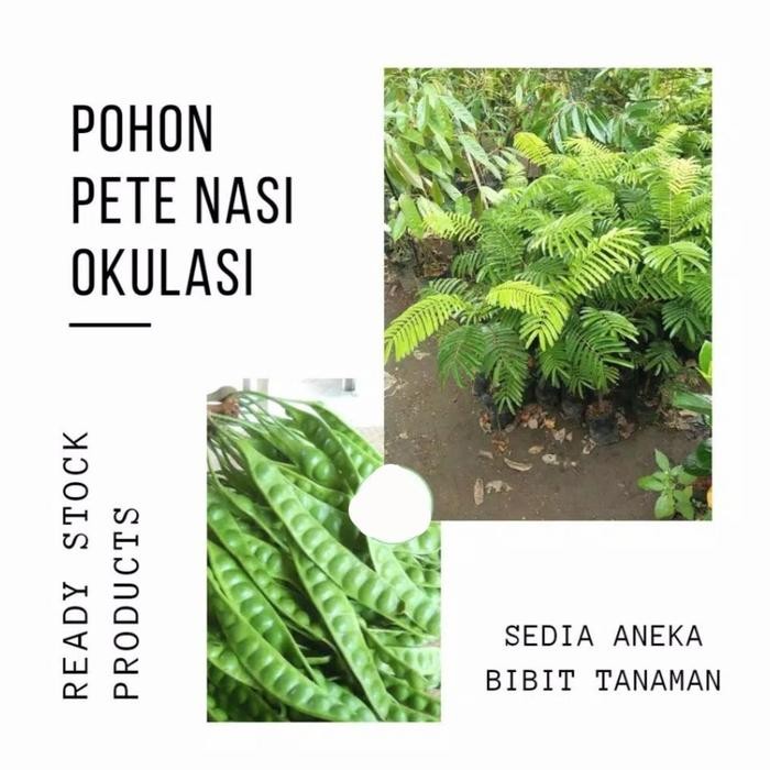 

bibit pohon petai hasil okulasi/bibit pete unggul cepat beuah *