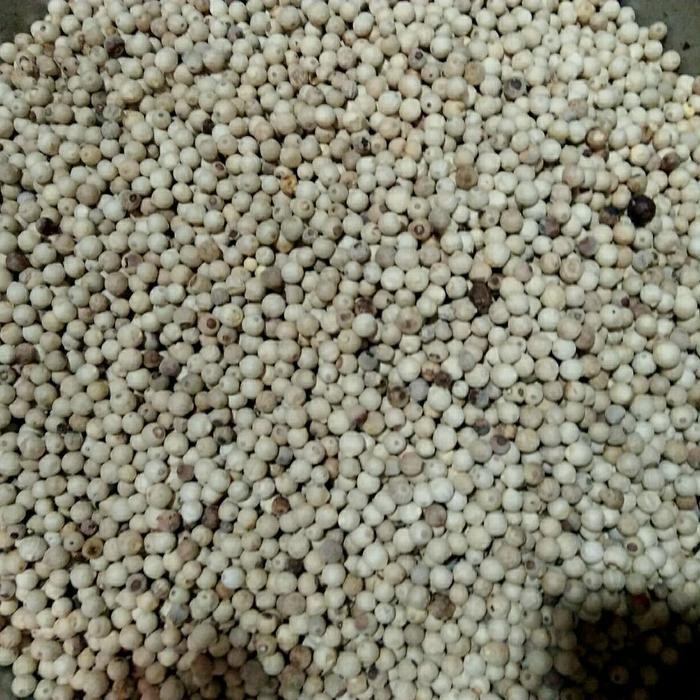 

TodayFre3sH- lada biji