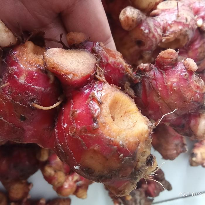

New Jahe Merah Organik Besar 1kg Sudah diCuci