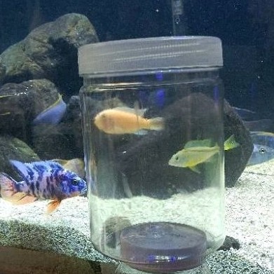 [PAKAN CICHLID] Pelet Ikan MEGAMI, singking (tenggelam) - gr