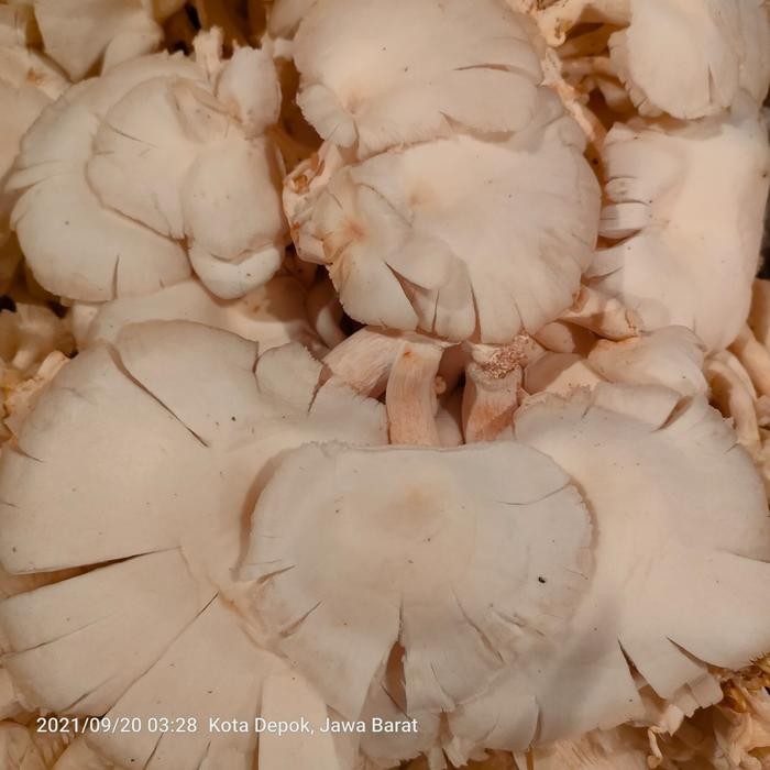 

BnyKBonusBelidiMari- Jamur Tiram Jamur Tiram Segar