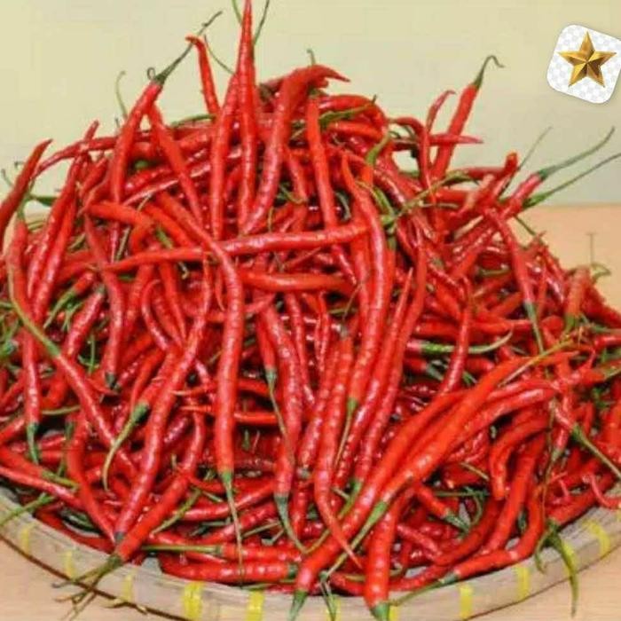 

BnyKBonusBelidiMari- cabe merah kriting premium