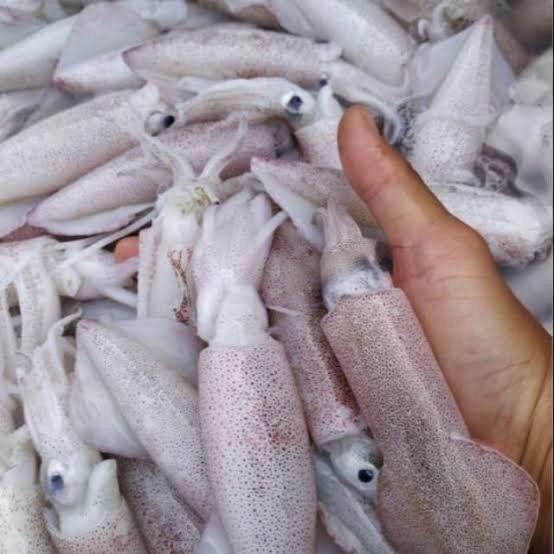

PastiFreShNya- CUMI CUMI FRESH SEGAR 1kilogram
