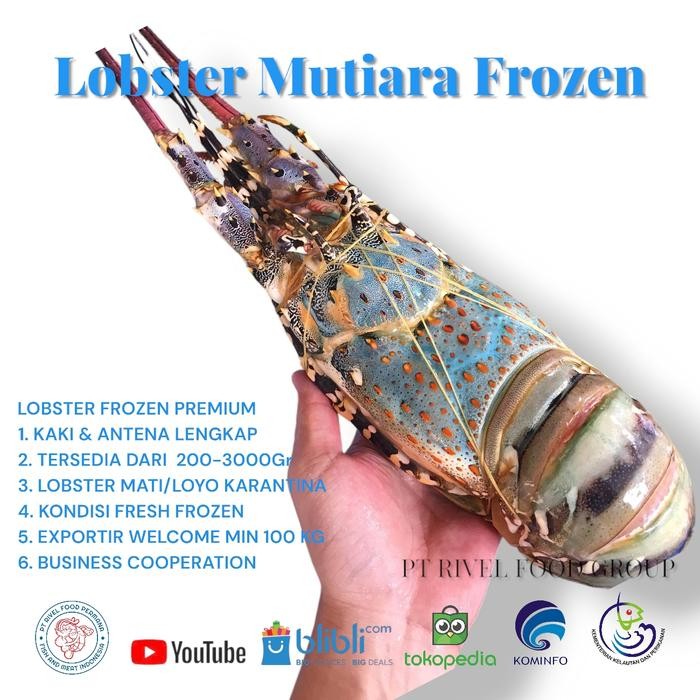 

PastiFreShNya- Lobster Mutiara Besar 1Kg (isi 1 Ekor) Fresh Frozen
