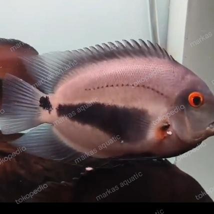 Ikan Uaru Cichlid